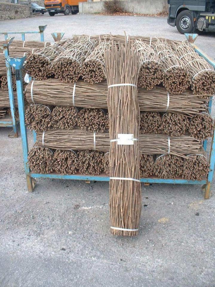 Une notoriété acquise depuis 1920 en production de boutures en Occitanie