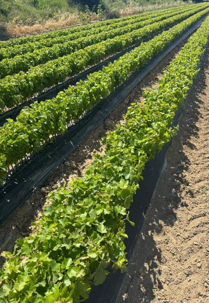 Fournisseur plants de vigne Occitanie