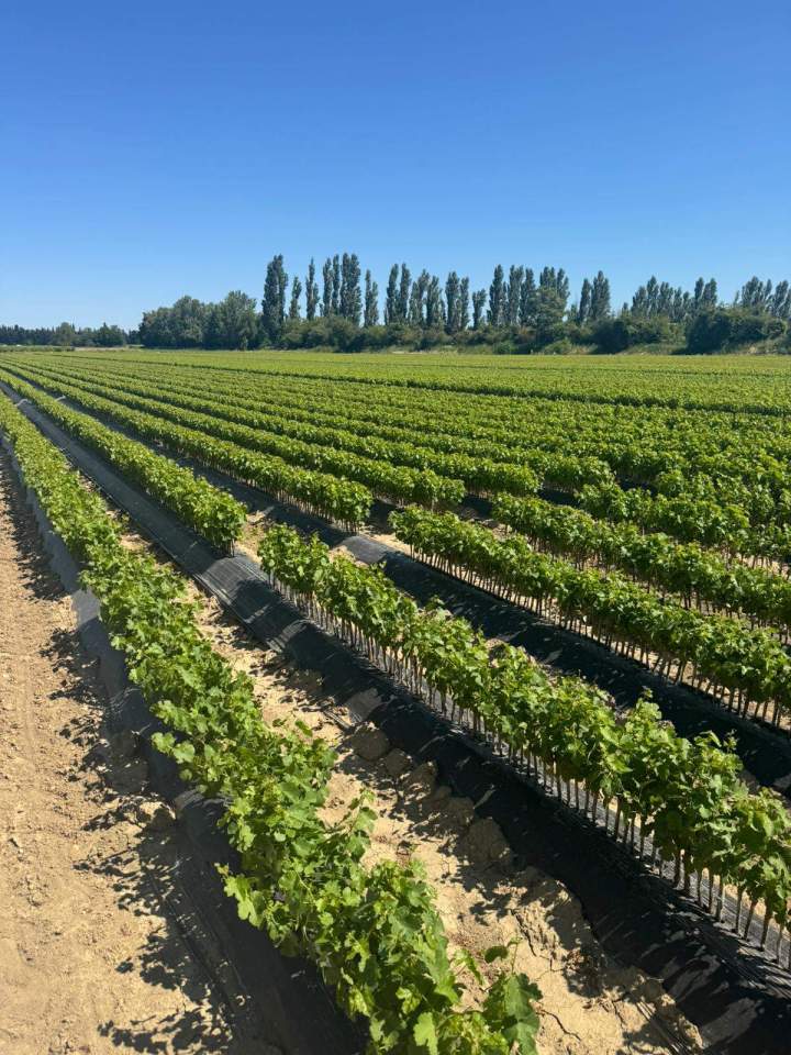 Production de bouture greffable Occitanie